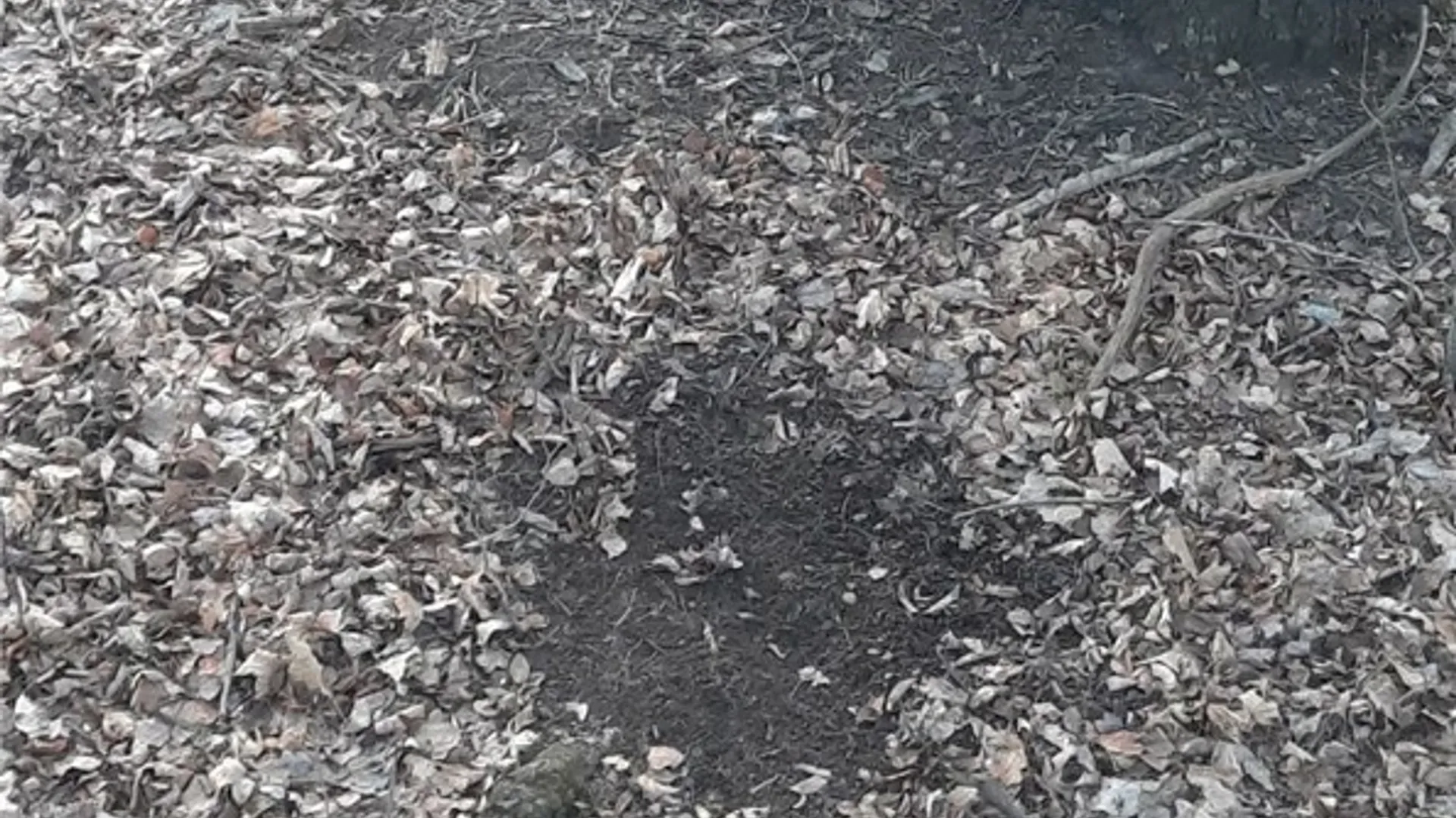 Property at Hardys Road, Gainesville, NY 14066 4