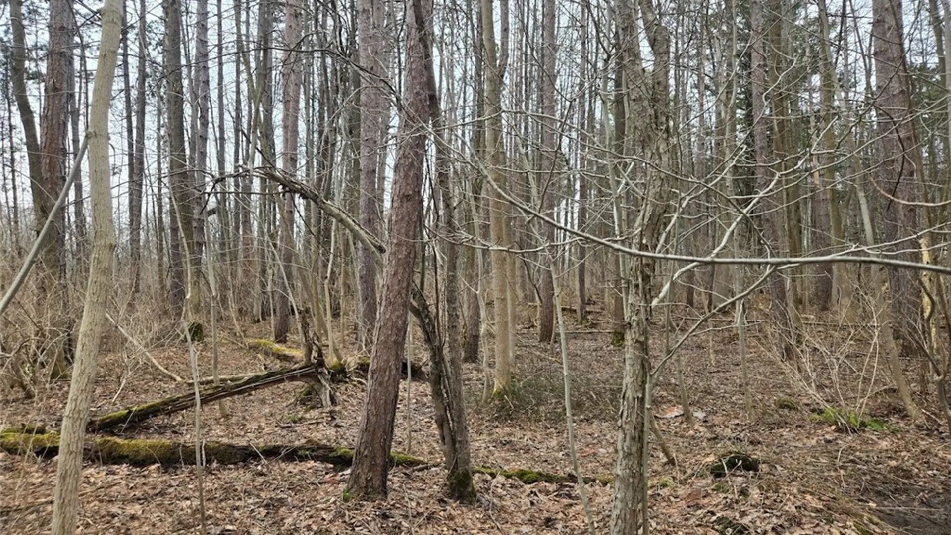 Property at Hardys Road, Gainesville, NY 14066 5