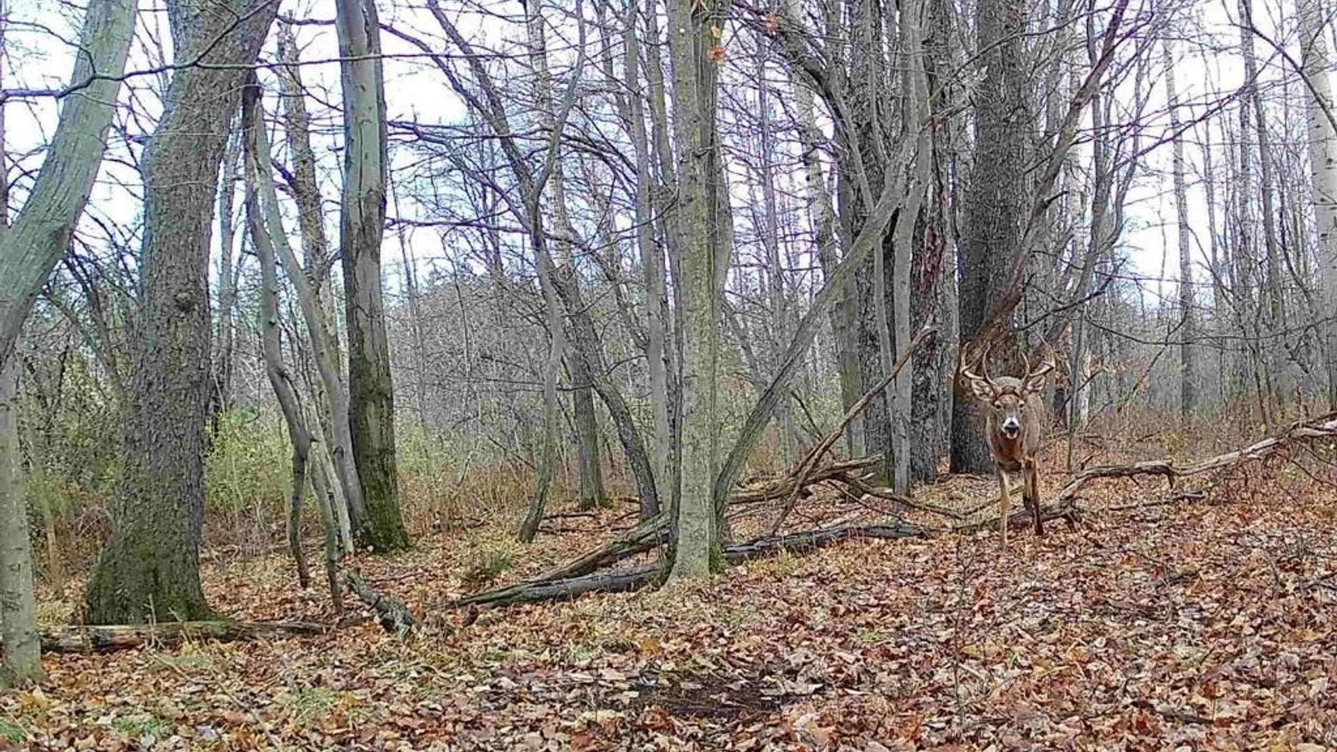 Property at Hardys Road, Gainesville, NY 14066 6