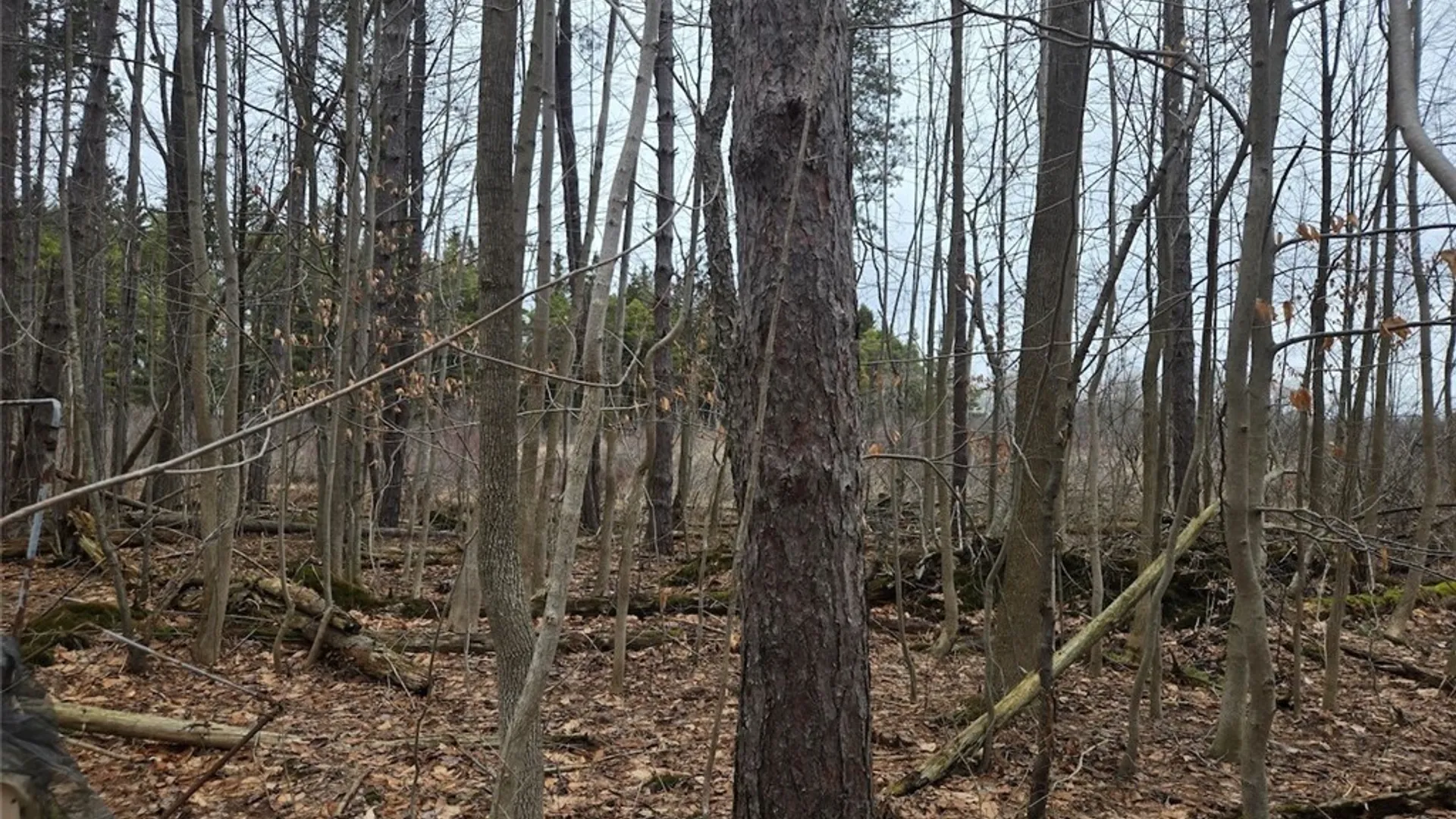 Property at Hardys Road, Gainesville, NY 14066 7