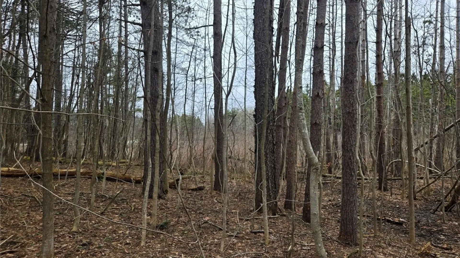 Property at Hardys Road, Gainesville, NY 14066 8