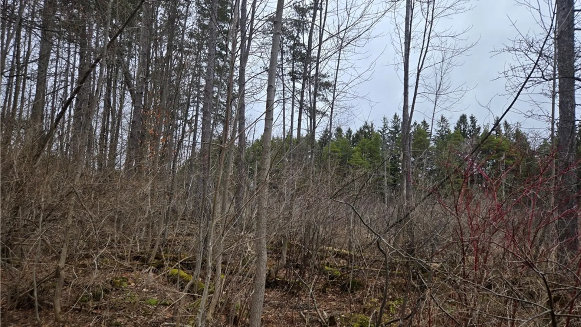 Property at Hardys Road, Gainesville, NY 14066 9