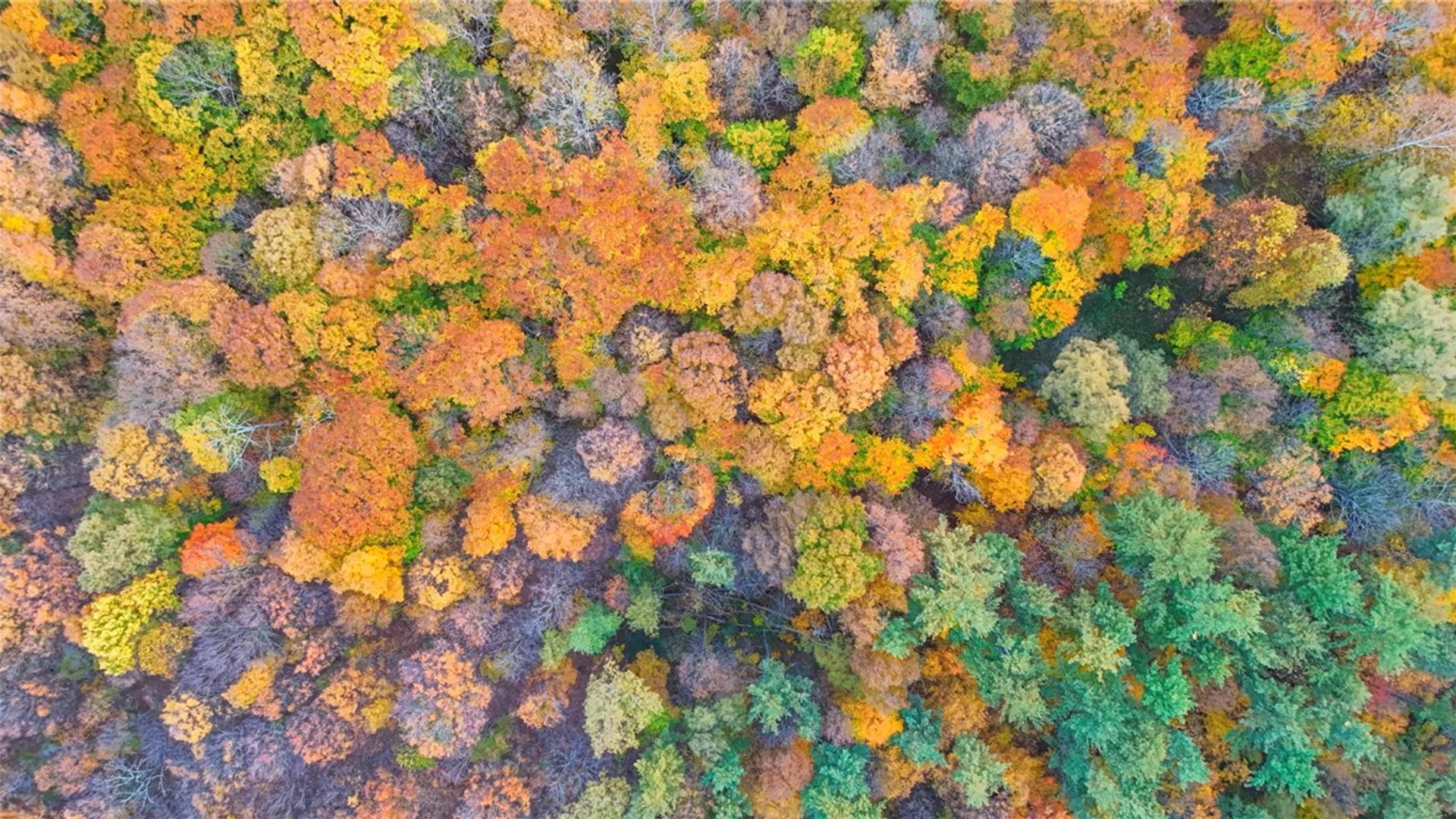 Property at Salmon Creek Road, Lansing, NY 14882 4