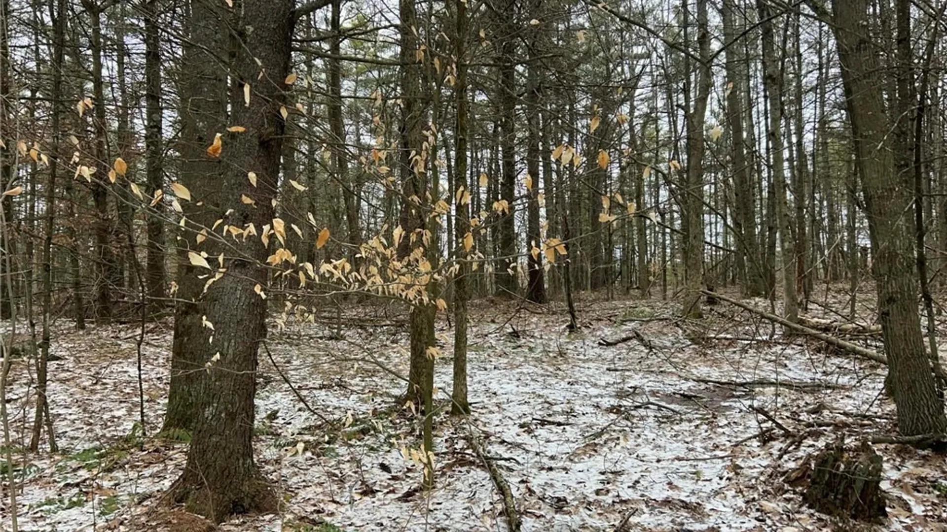 Property at Whitaker Road, Hammond, NY 13646 2