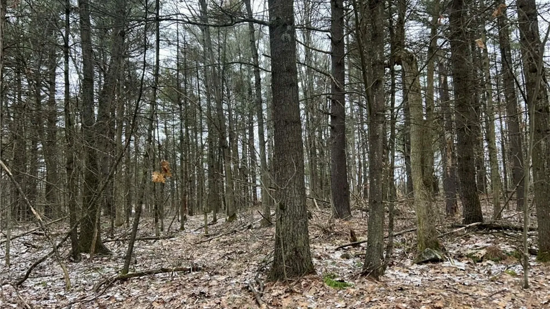 Property at Whitaker Road, Hammond, NY 13646 5