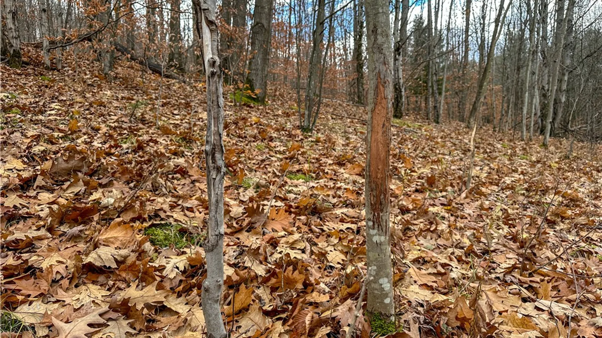 Property at Trapping Brook Road, Wellsville, NY 14895 12