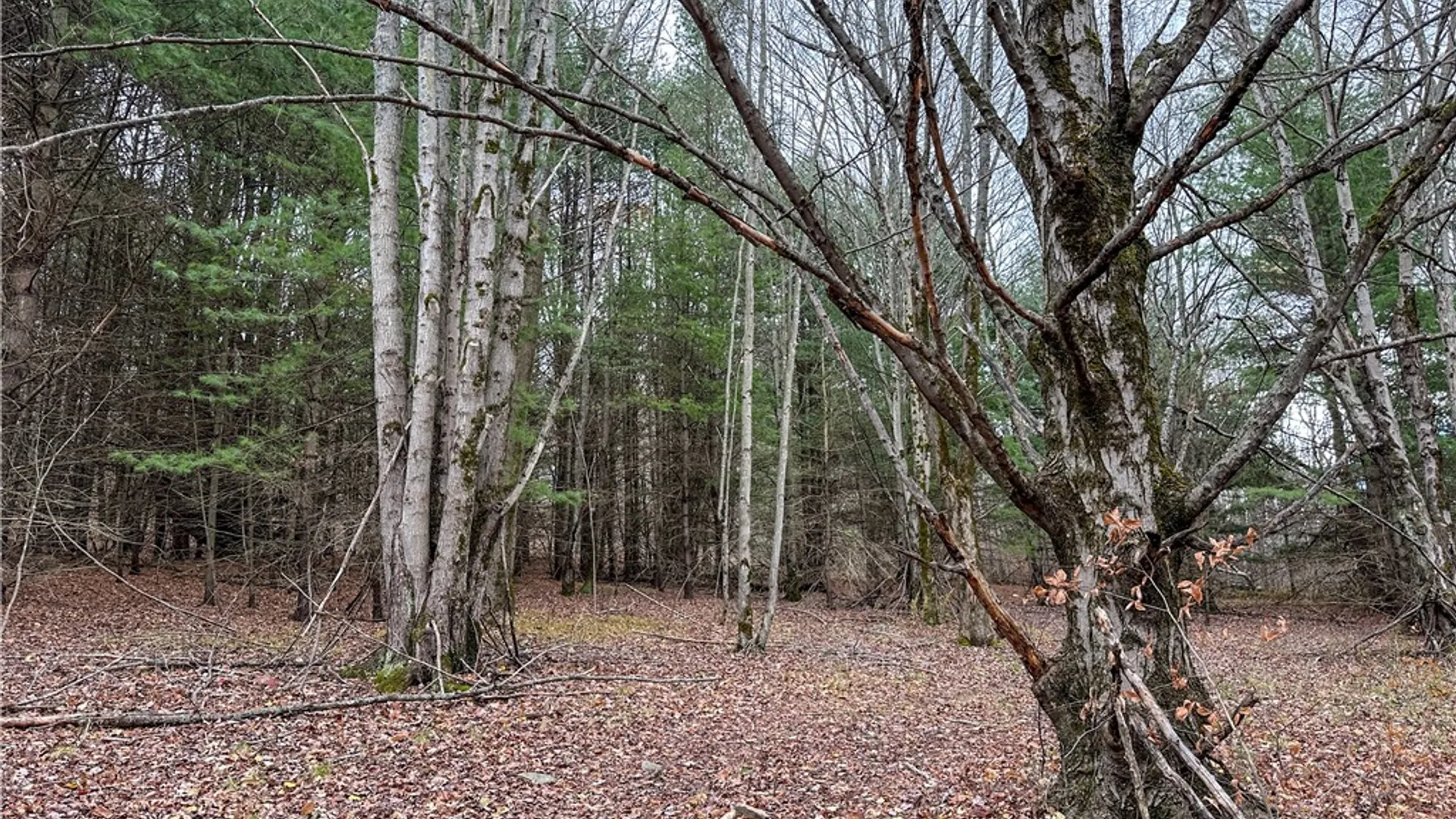Property at Trapping Brook Road, Wellsville, NY 14895 14
