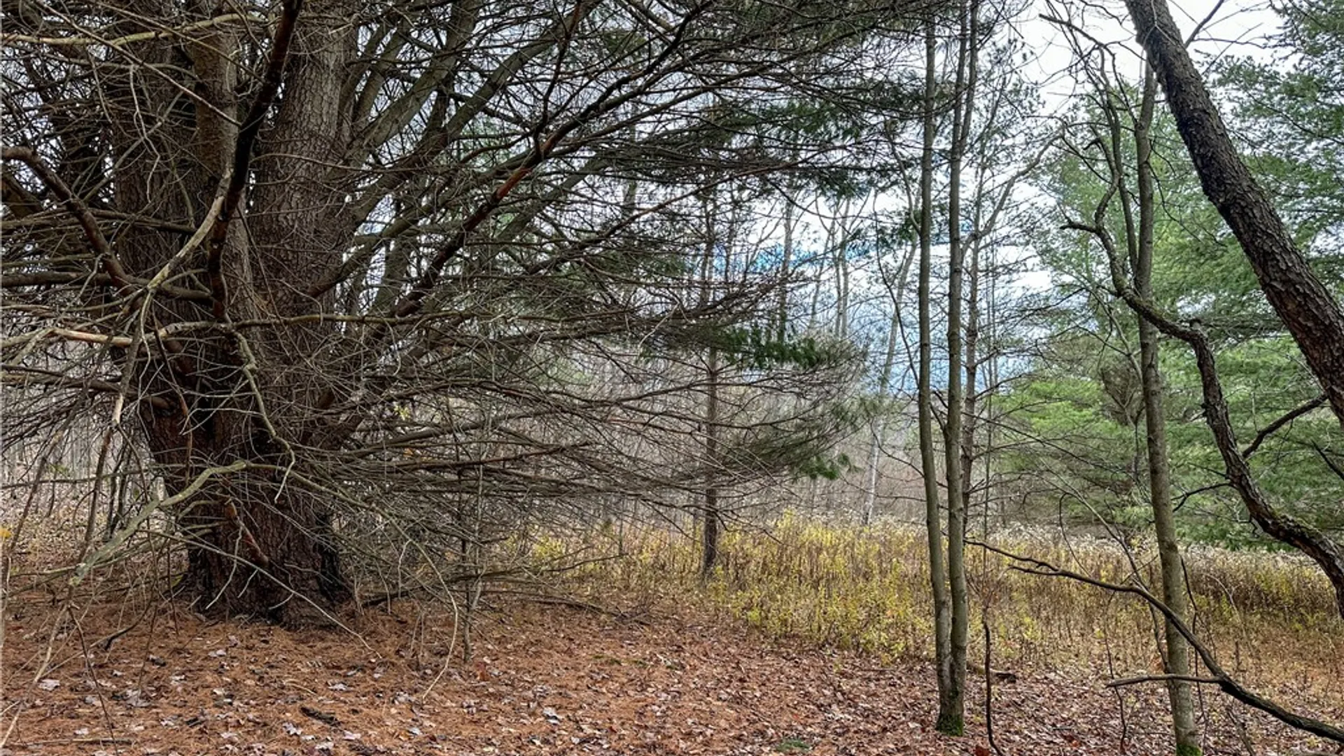 Property at Trapping Brook Road, Wellsville, NY 14895 15