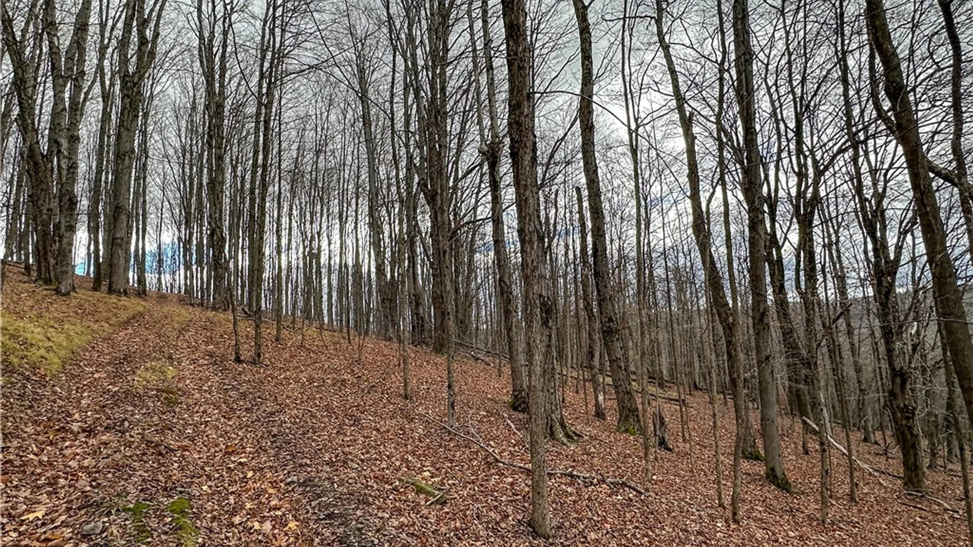 Property at Trapping Brook Road, Wellsville, NY 14895 18