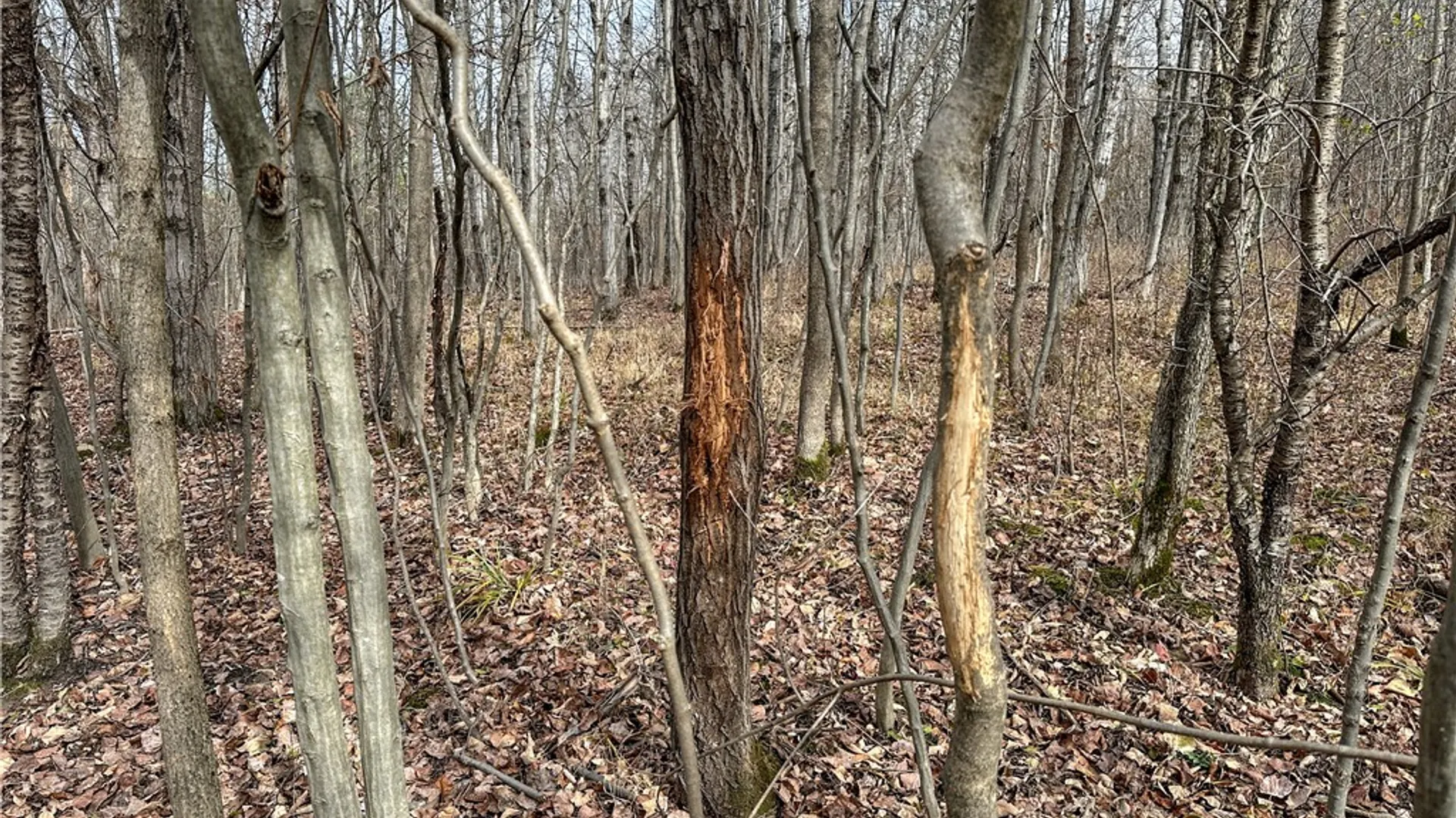 Property at Trapping Brook Road, Wellsville, NY 14895 2