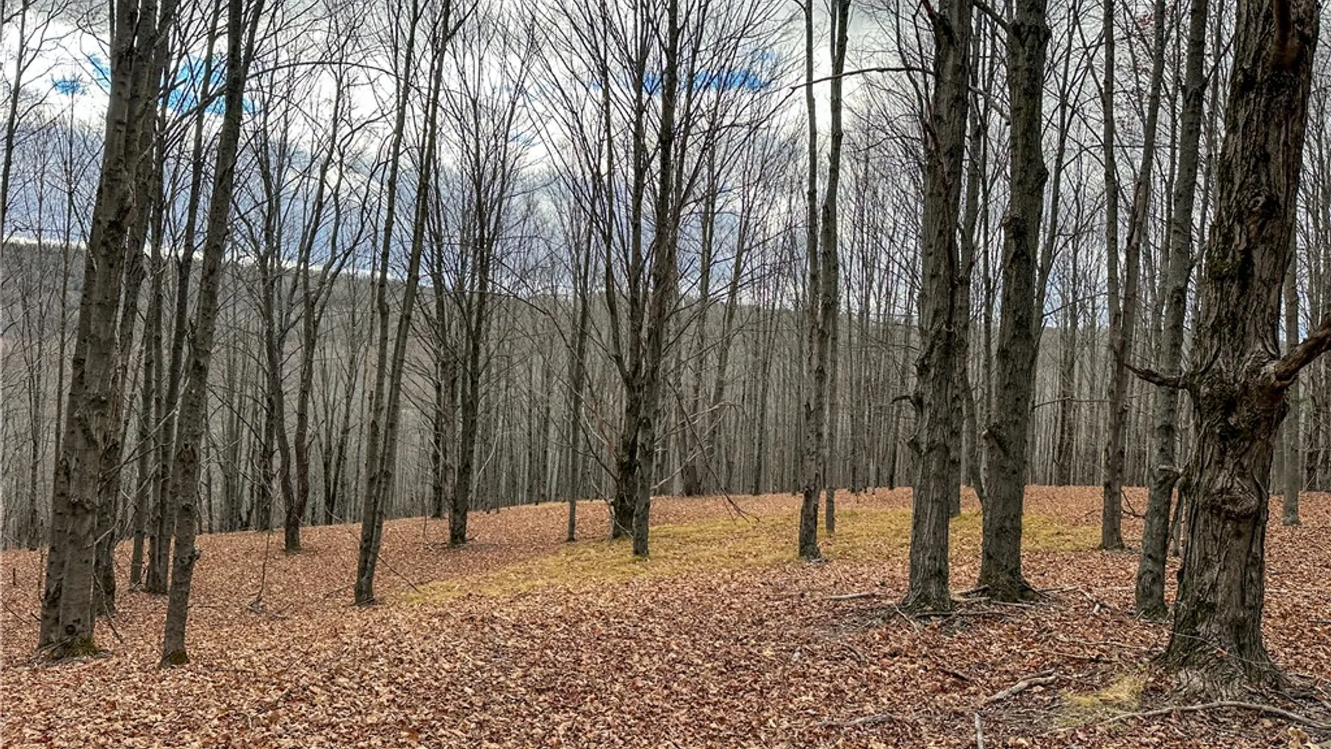 Property at Trapping Brook Road, Wellsville, NY 14895 22