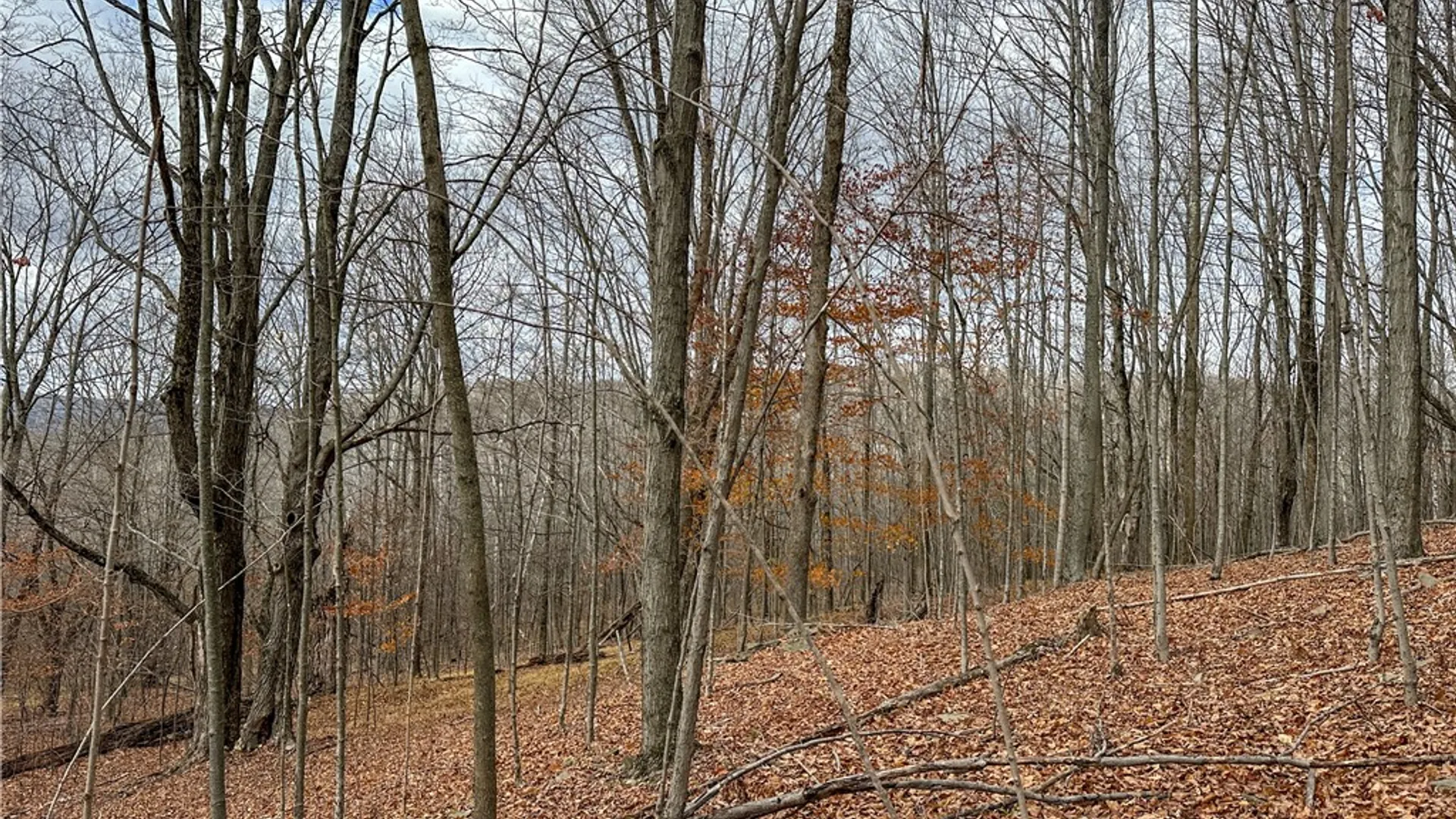 Property at Trapping Brook Road, Wellsville, NY 14895 34