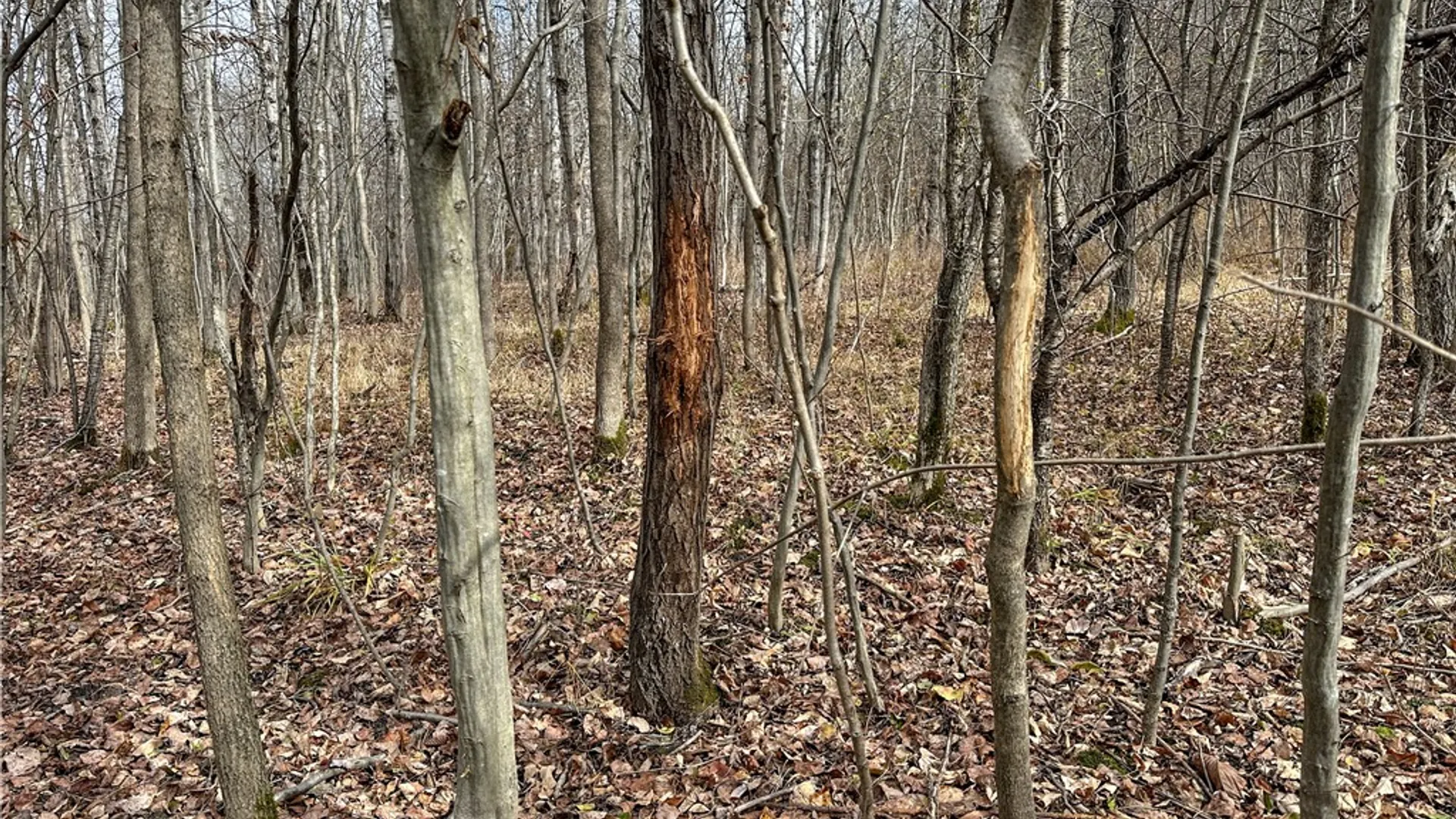 Property at Trapping Brook Road, Wellsville, NY 14895 40
