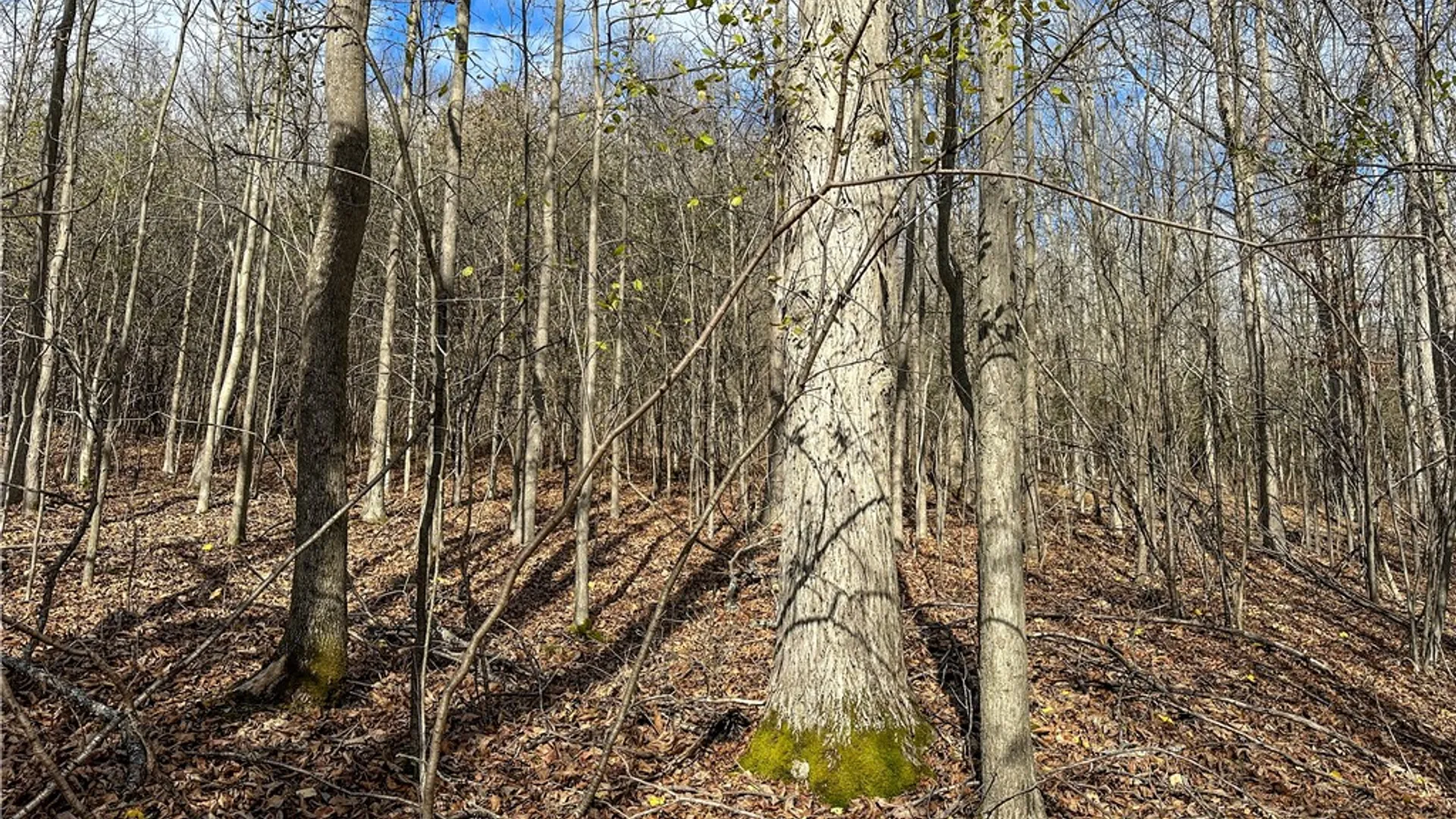 Property at Trapping Brook Road, Wellsville, NY 14895 41