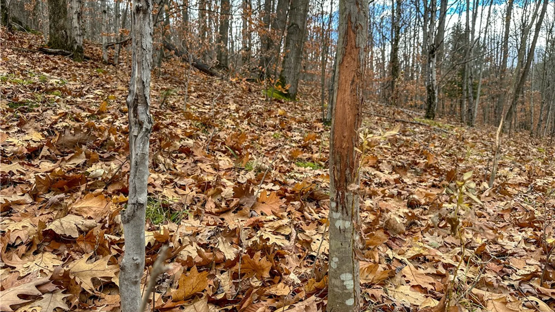 Property at Trapping Brook Road, Wellsville, NY 14895 44