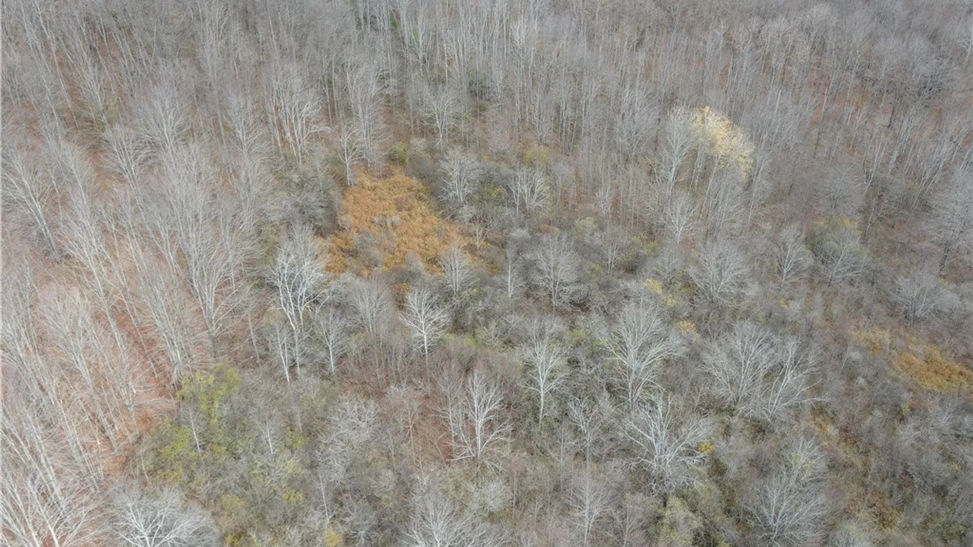 Property at Trapping Brook Road, Wellsville, NY 14895 8