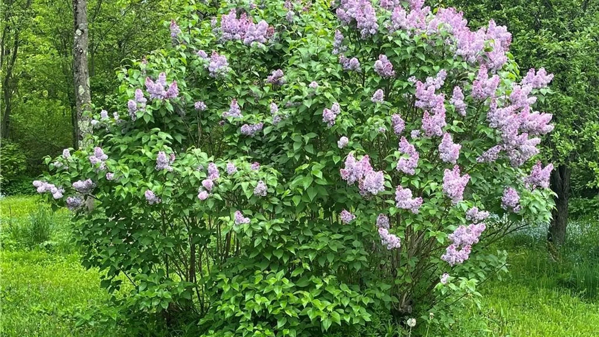 Property at 6313 Homer Baltimore Road, Preble, NY 13077 29