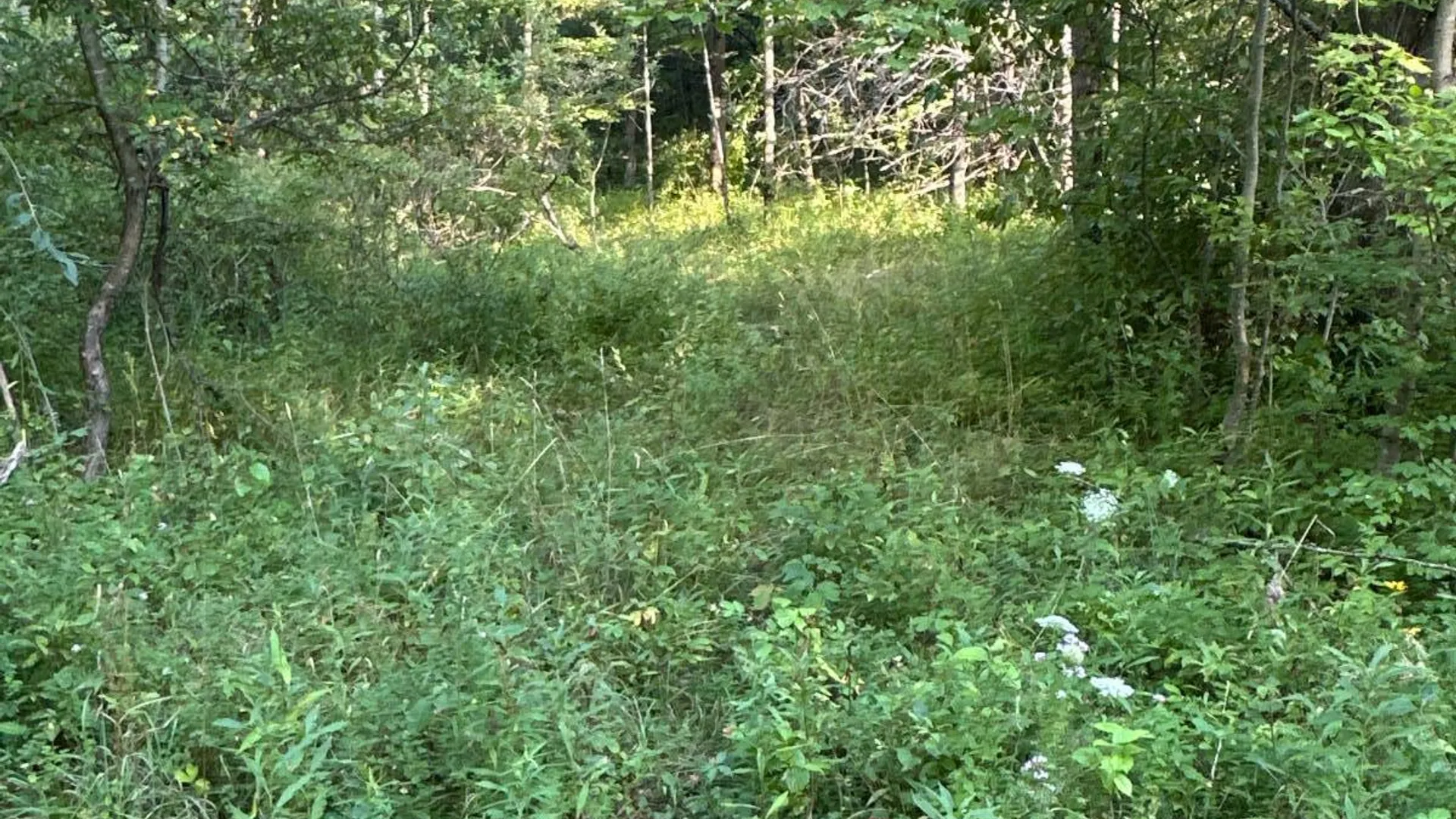 Property at 00WP Roney Rd, Preston Hollow, NY 12469 19