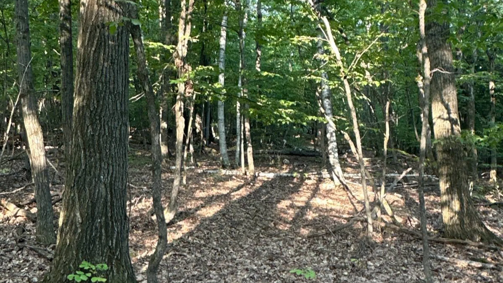 Property at 00WP Roney Rd, Preston Hollow, NY 12469 7