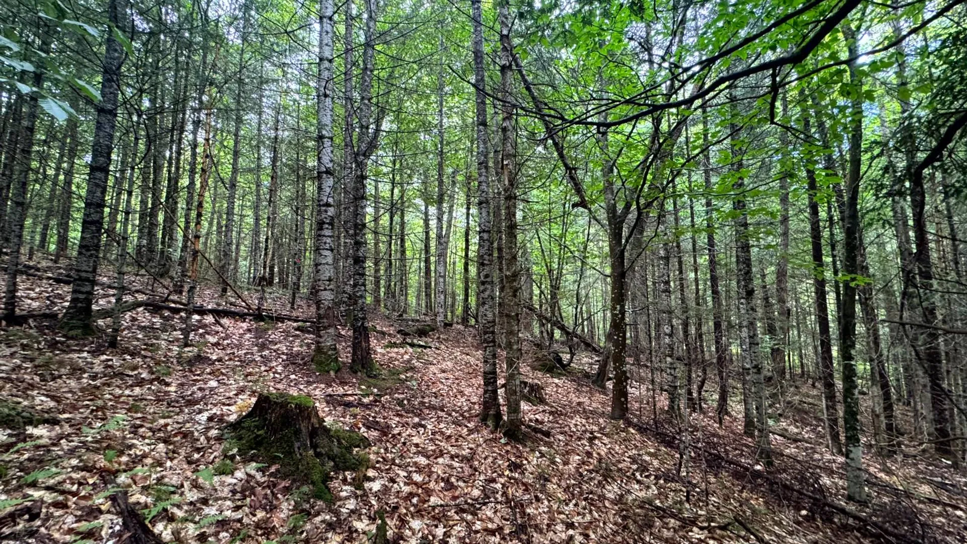 Property at 1.1 Farr Rd, Ohio, NY 13324 10