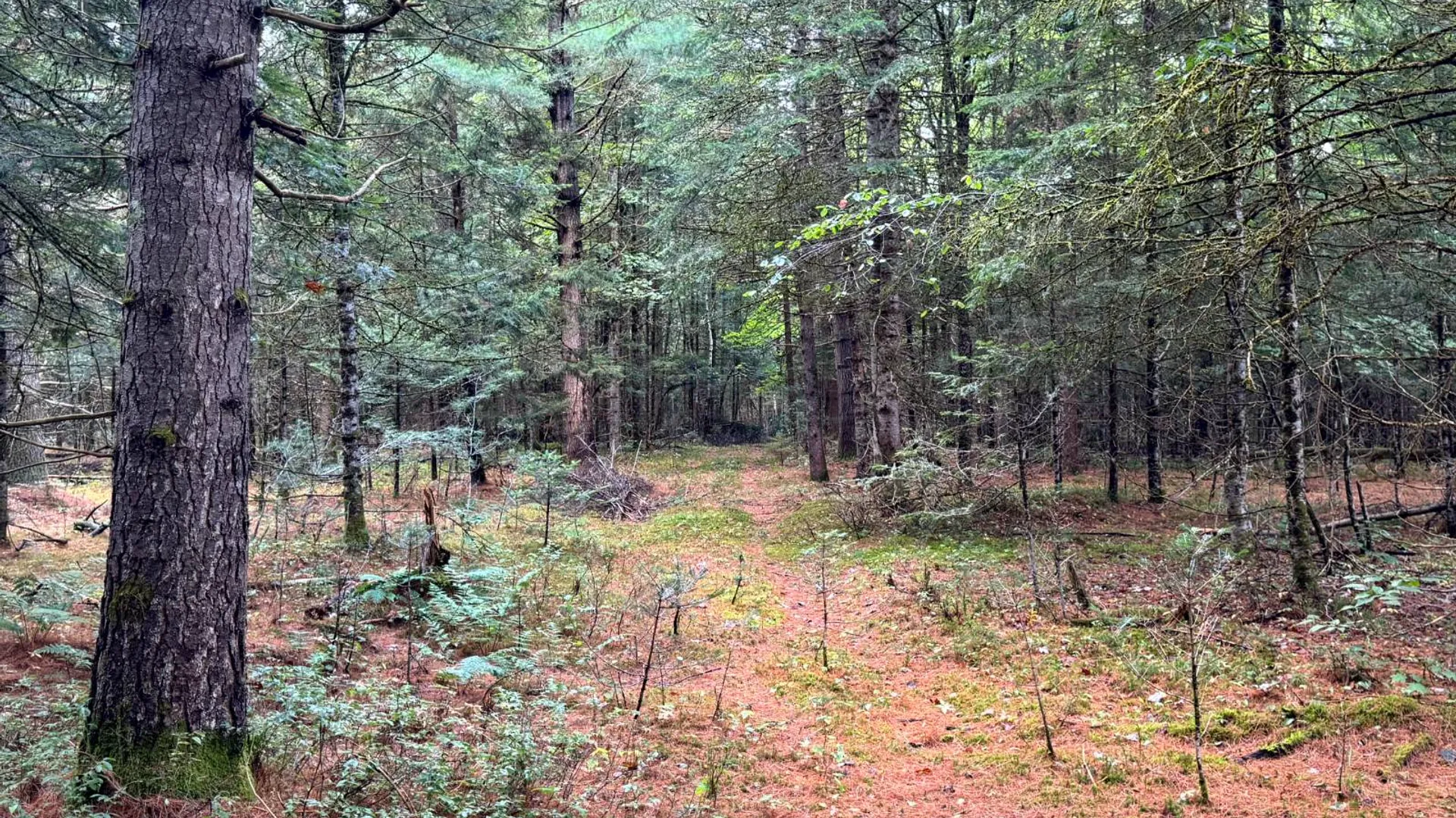 Property at 1.1 Farr Rd, Ohio, NY 13324 4