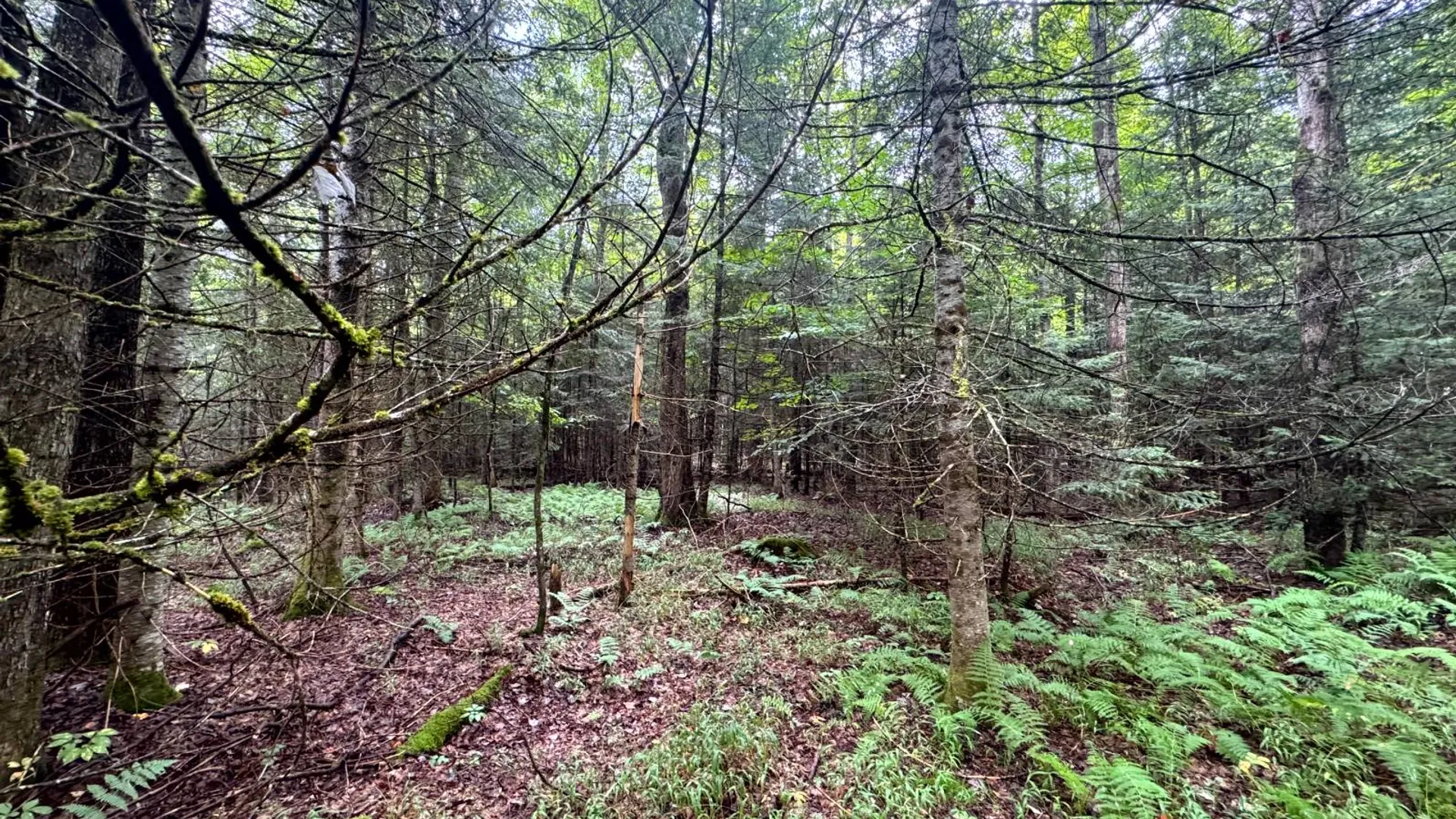 Property at 1.1 Farr Rd, Ohio, NY 13324 8