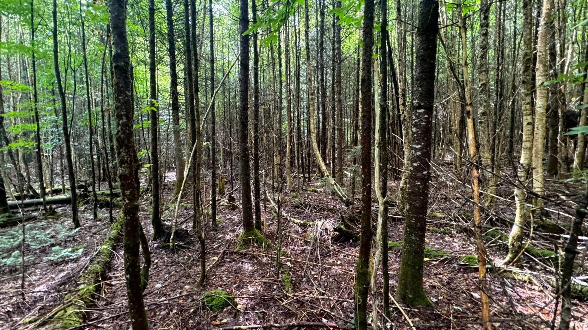 Property at 1.1 Farr Rd, Ohio, NY 13324 9