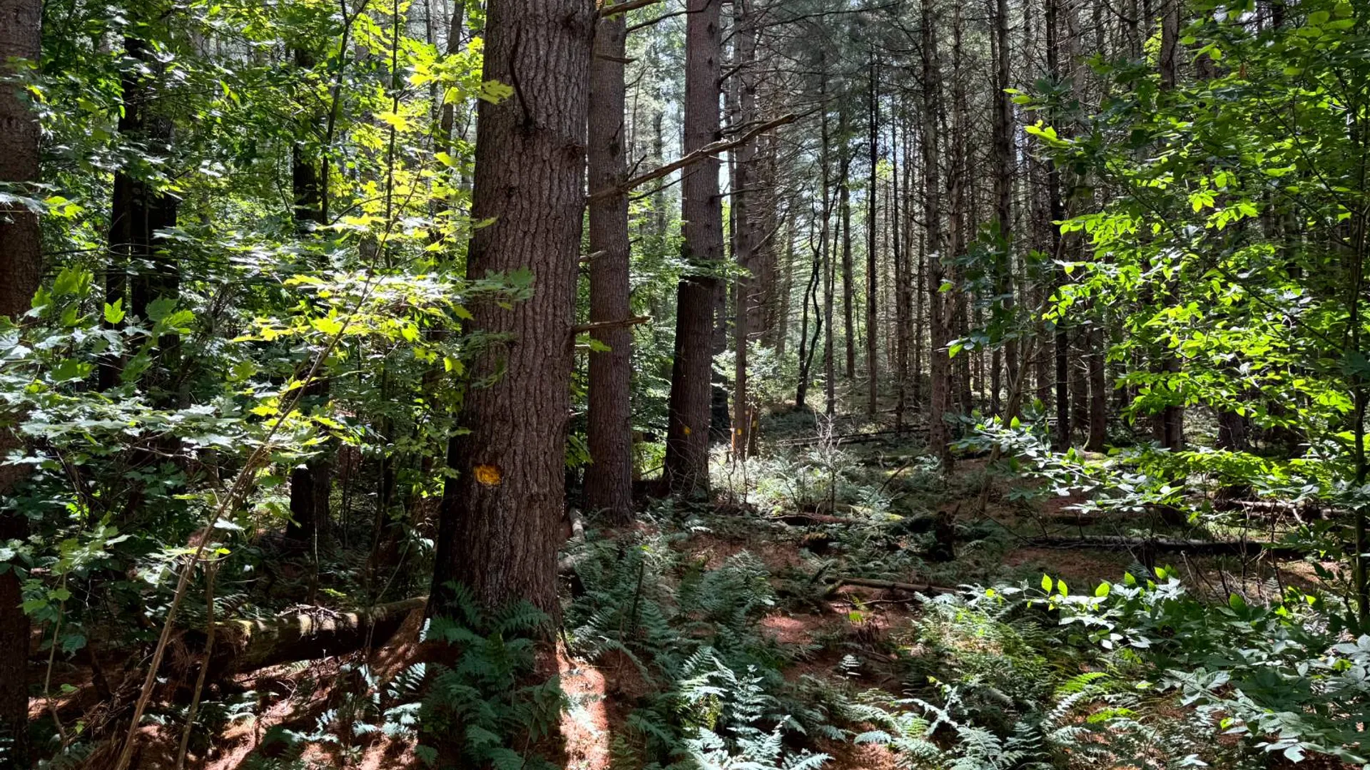 Property at 1.3 Farr Rd, Ohio, NY 13324 2