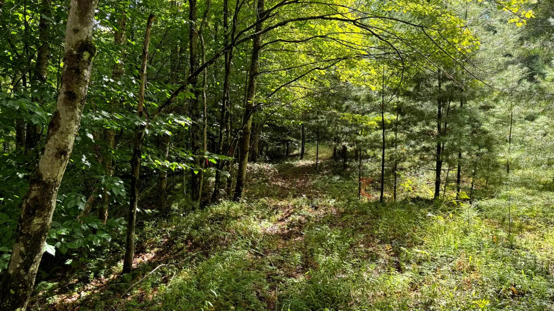 Property at 1.3 Farr Rd, Ohio, NY 13324 5