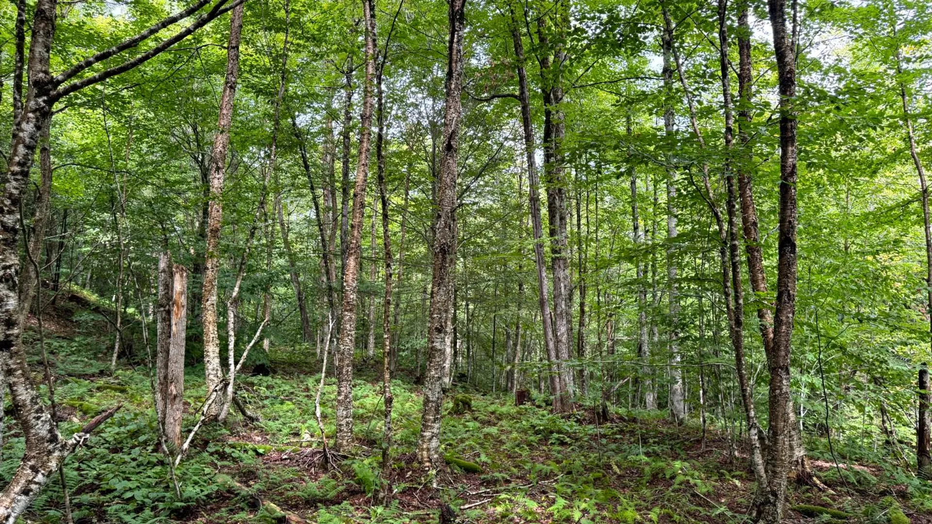 Property at 1.3 Farr Rd, Ohio, NY 13324 7