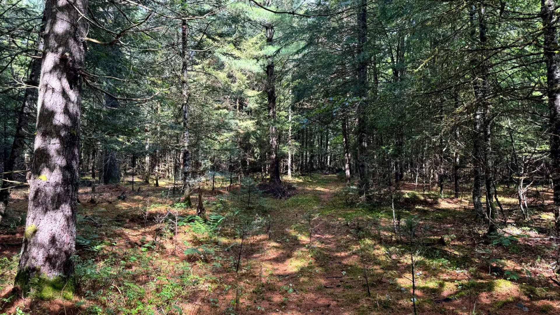 Property at 1.4 Farr Rd, Ohio, NY 13324 10