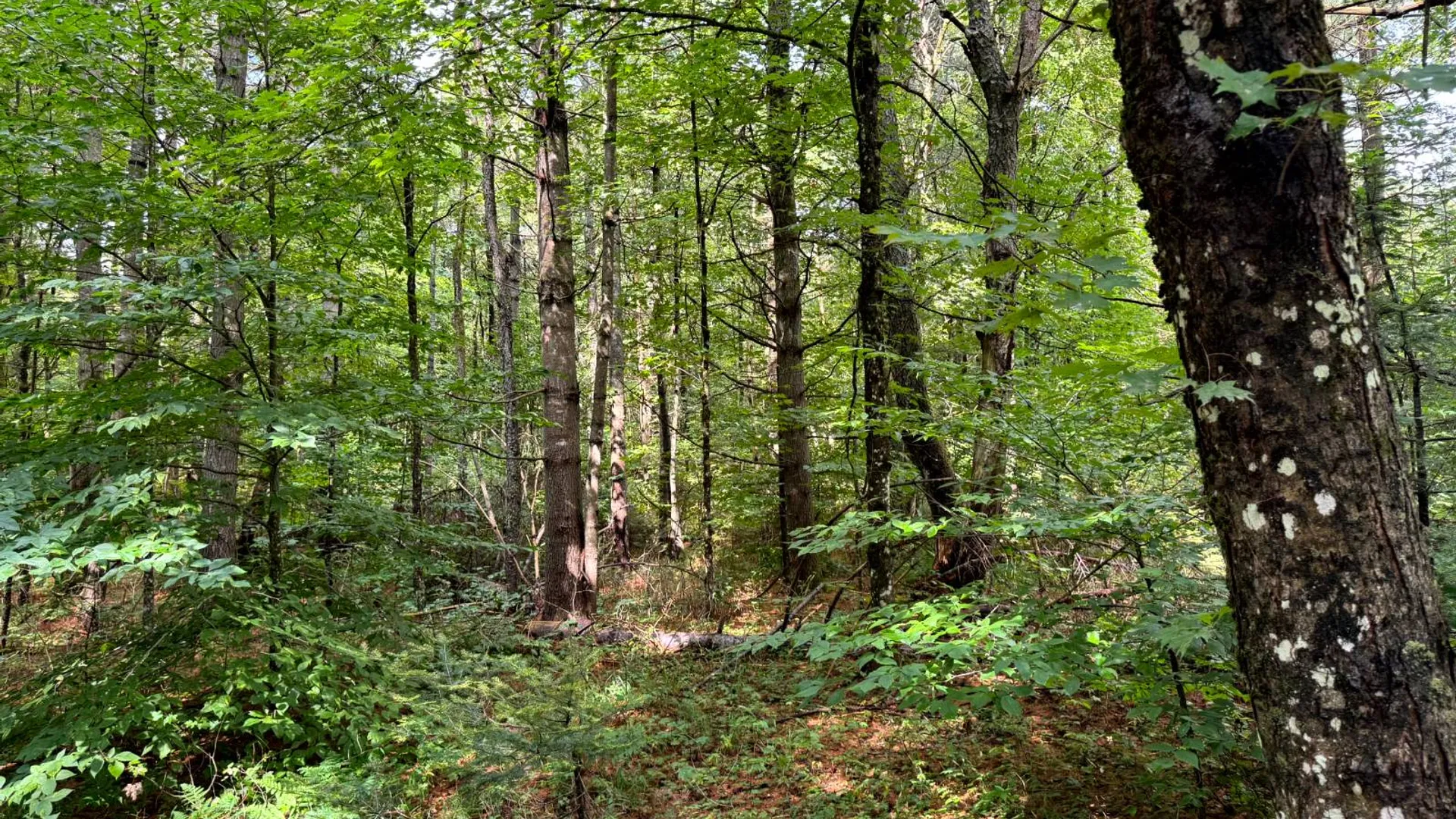 Property at 1.4 Farr Rd, Ohio, NY 13324 5