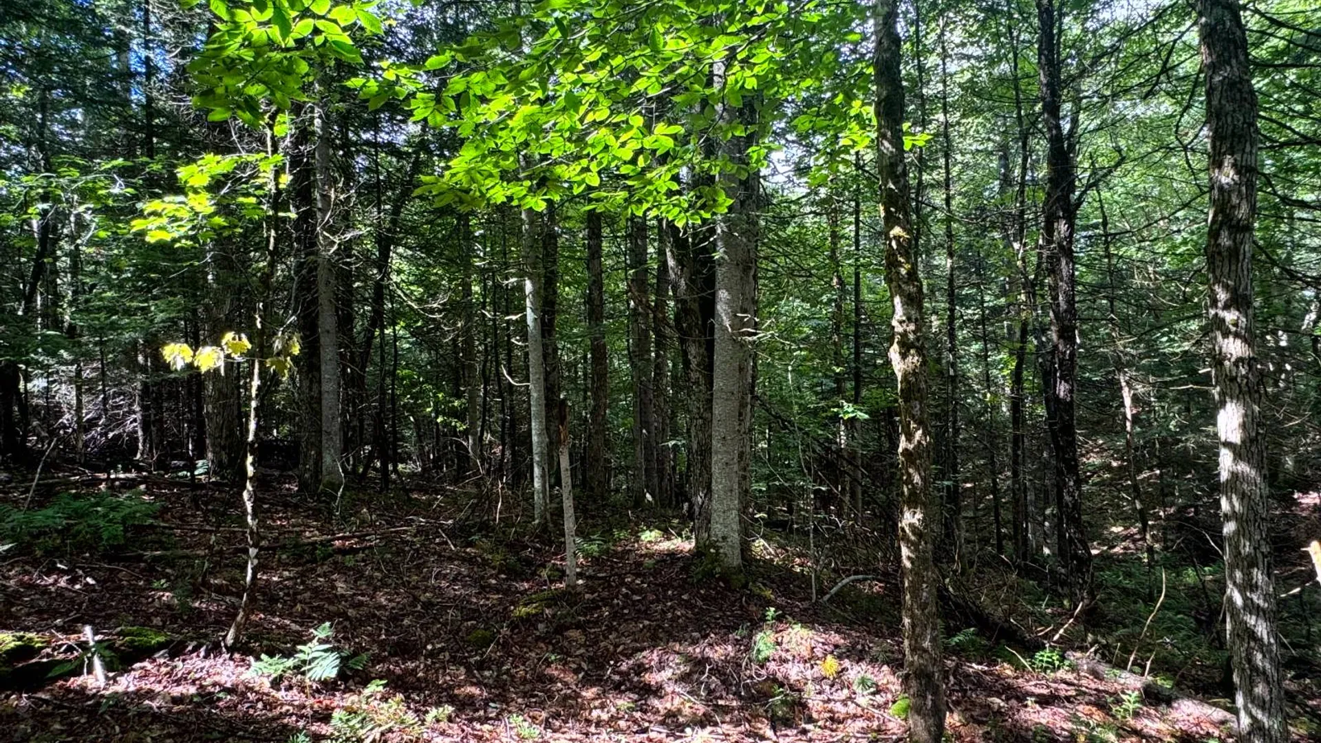 Property at 1.4 Farr Rd, Ohio, NY 13324 9