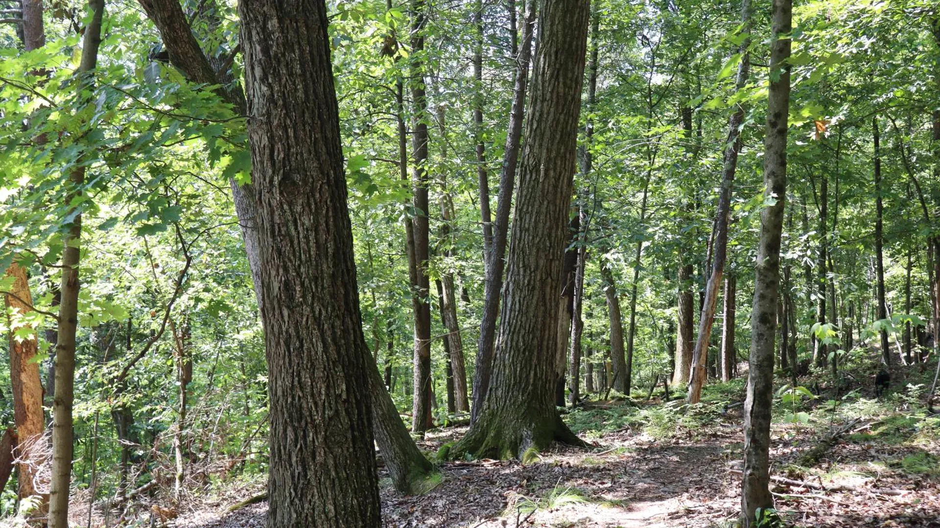 Property at 2050 Sawkill-Ruby Road, Kingston, NY 12401 37