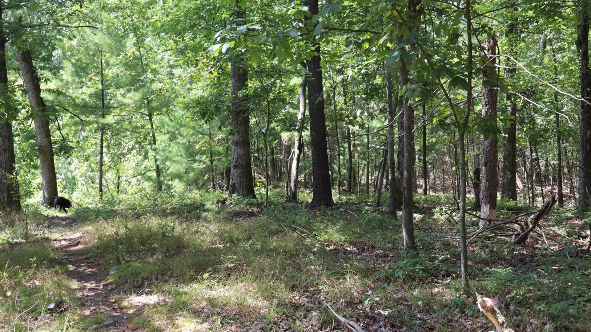 Property at 2050 Sawkill-Ruby Road, Kingston, NY 12401 38
