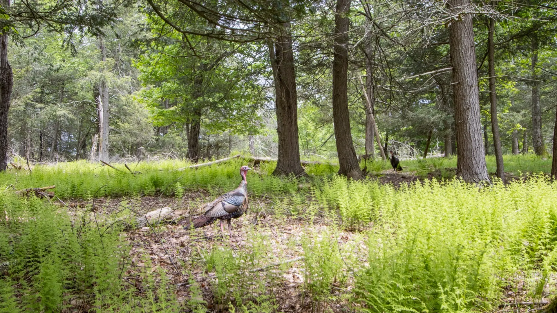 Property at 0 Perkins Rd, Hancock, NY 13783 19