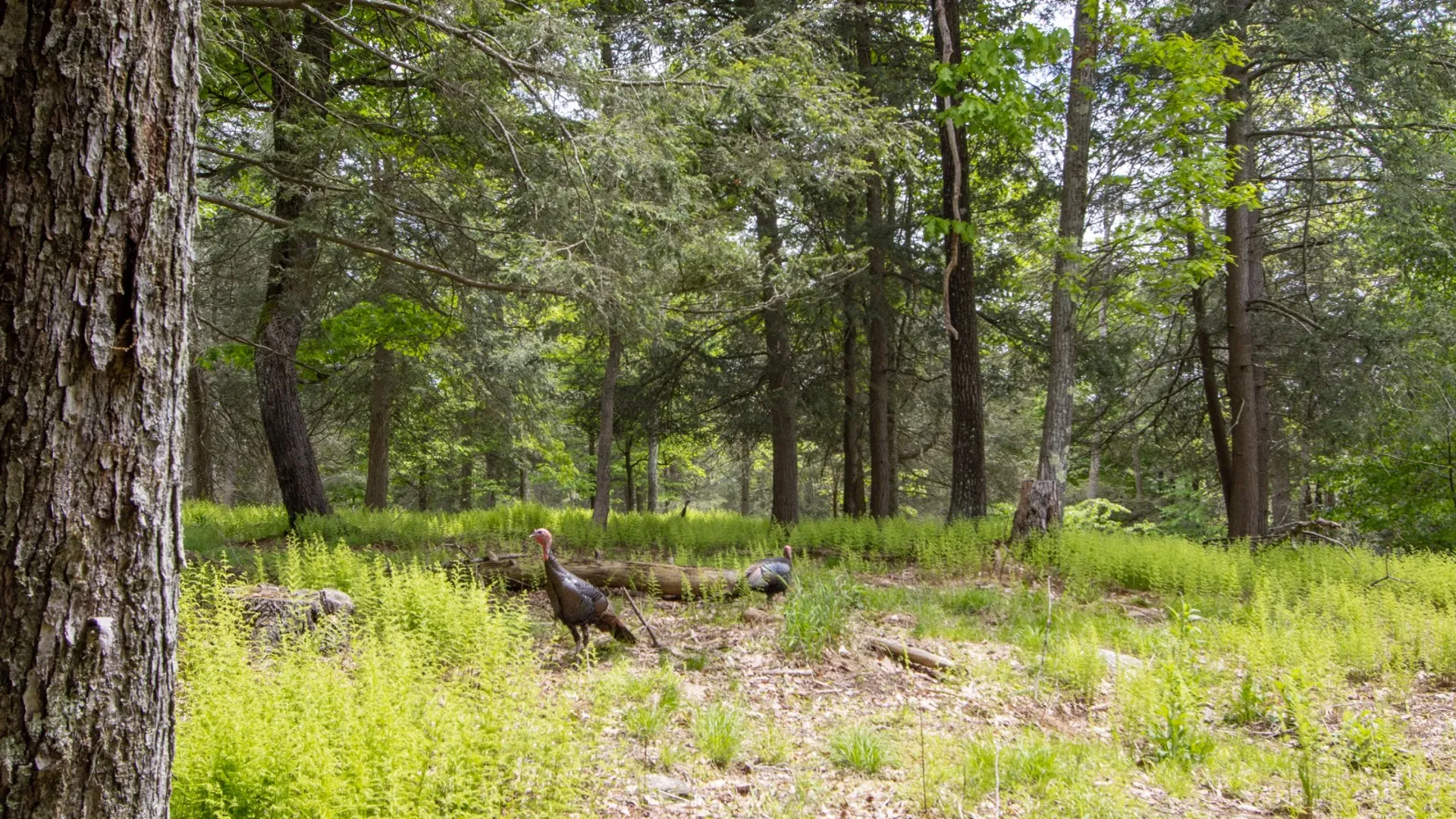 Property at 0 Perkins Rd, Hancock, NY 13783 20