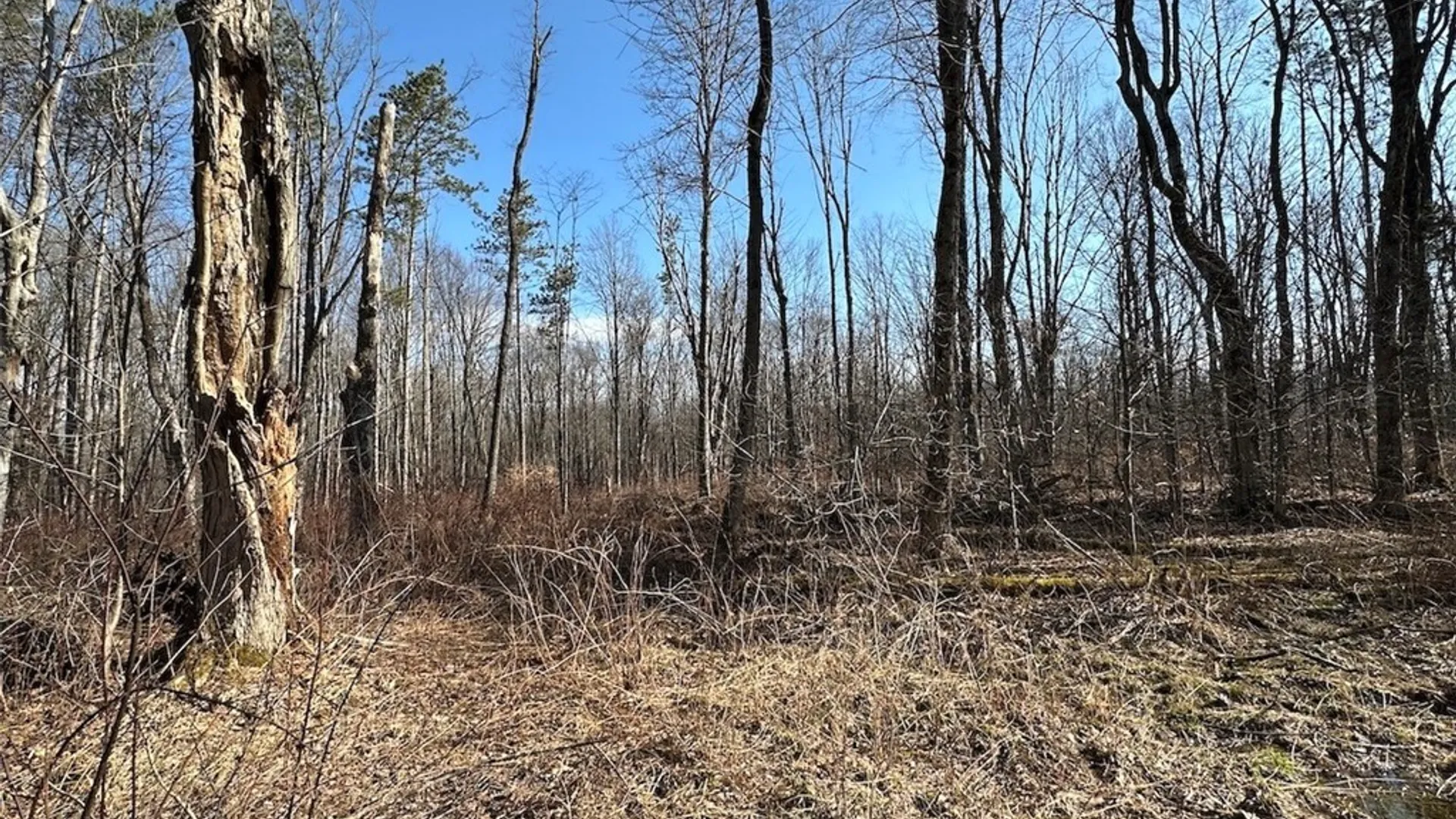 Property at Worden Road, Birdsall, NY 14822 12