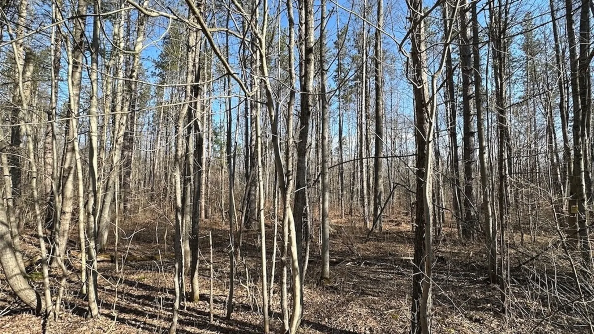 Property at Worden Road, Birdsall, NY 14822 16
