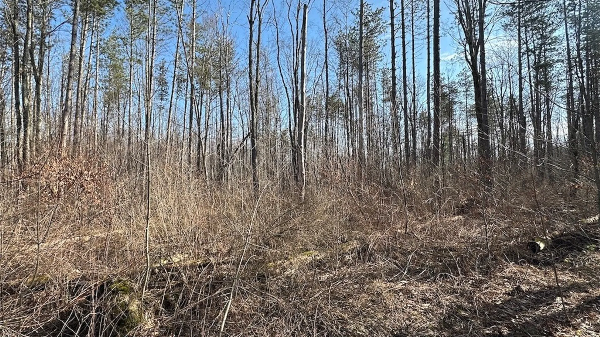 Property at Worden Road, Birdsall, NY 14822 19