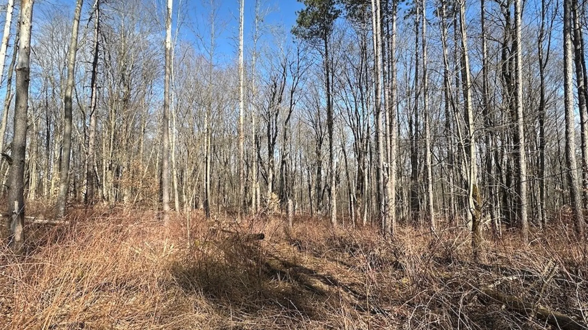 Property at Worden Road, Birdsall, NY 14822 8