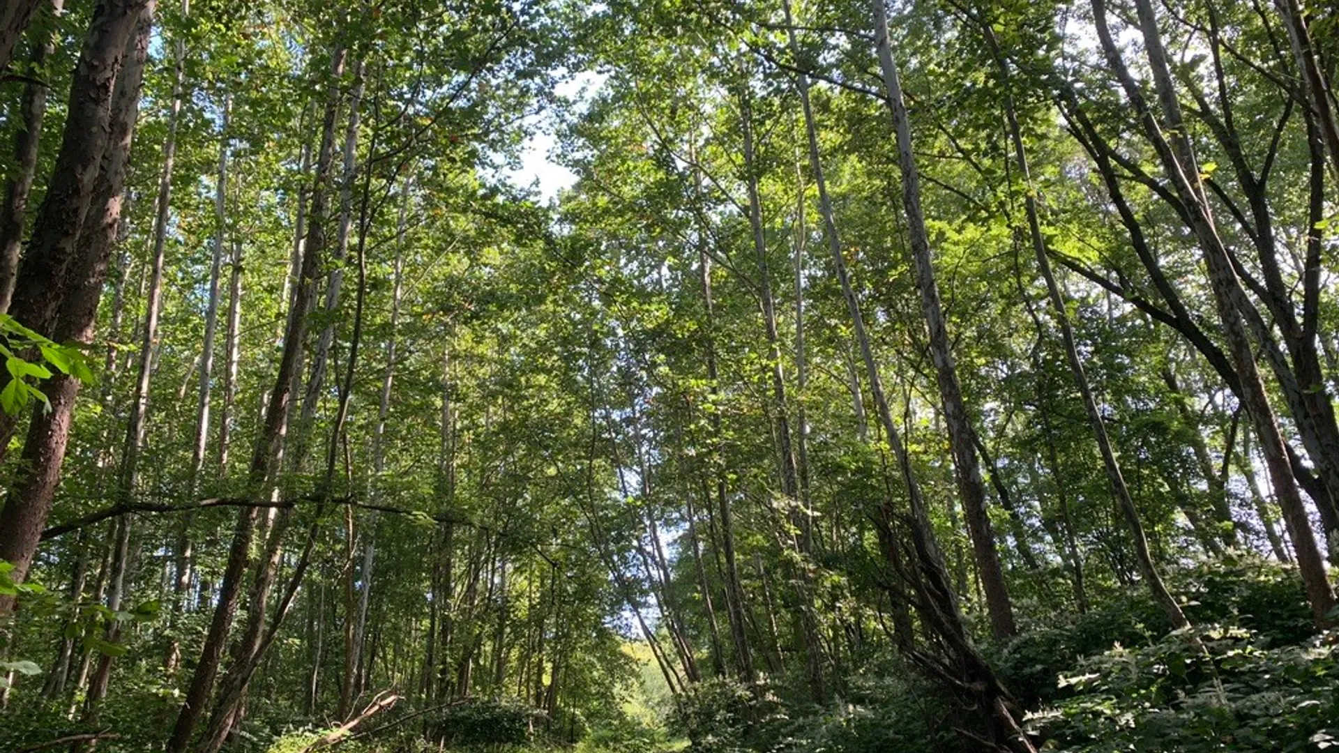 Property at State Highway 23, Oneonta, NY 13820 4