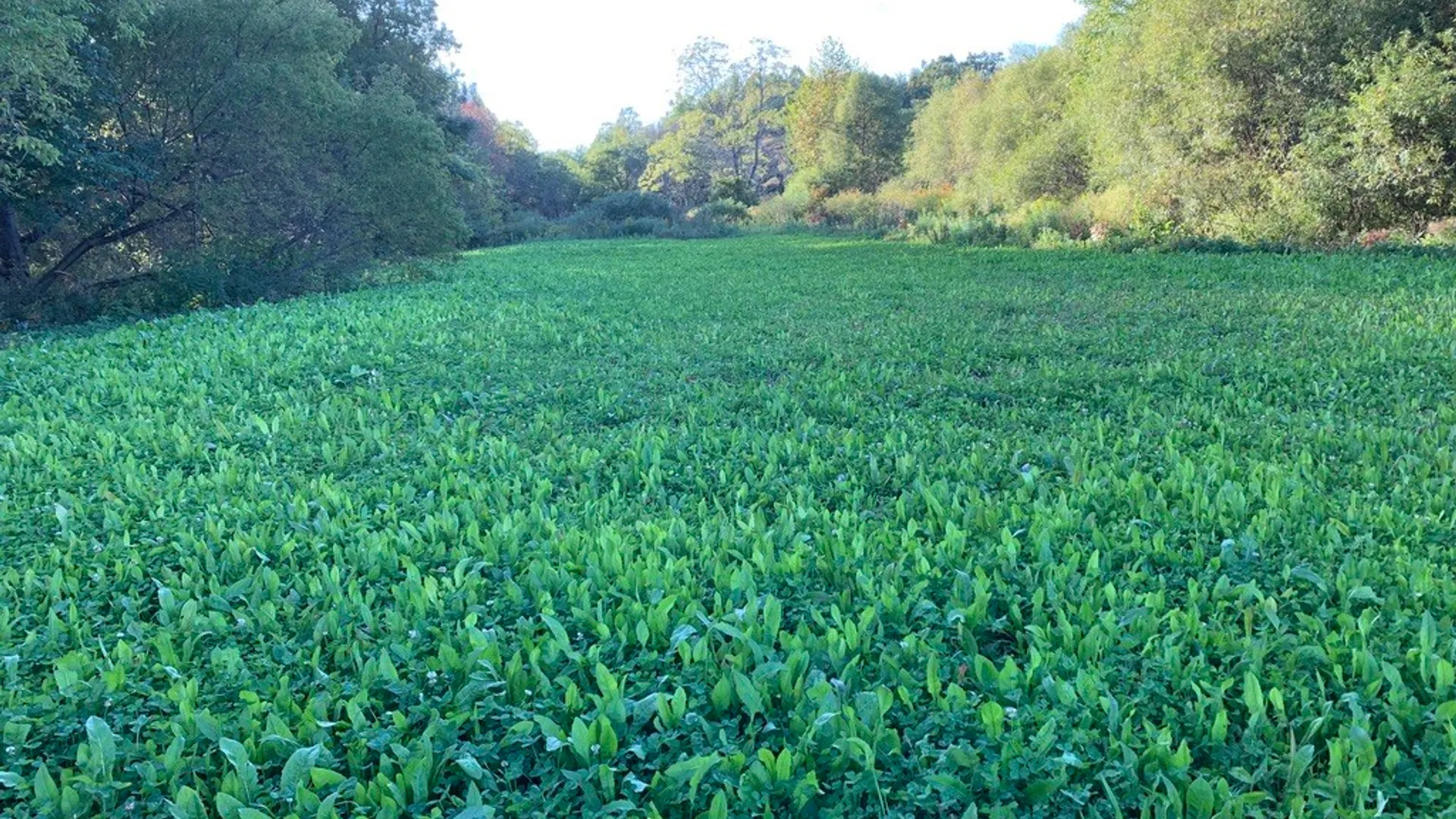 Property at State Highway 23, Oneonta, NY 13820 5