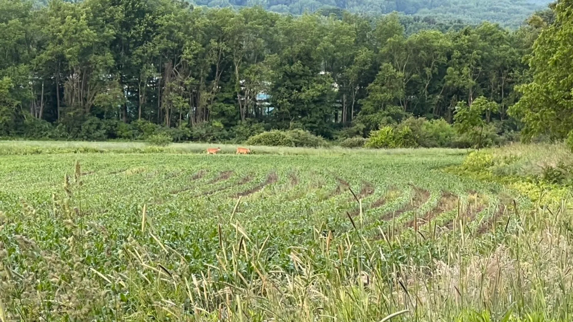 Property at State Highway 23, Oneonta, NY 13820 8