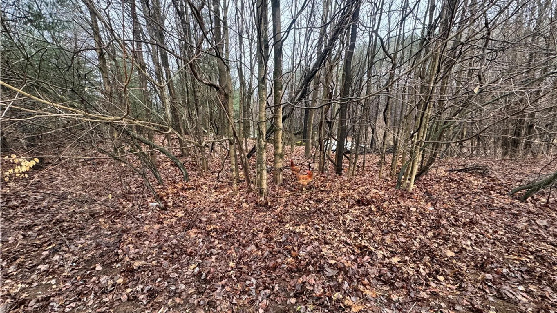 Property at 43085 County Route 41 Road, Wilna, NY 13665 25