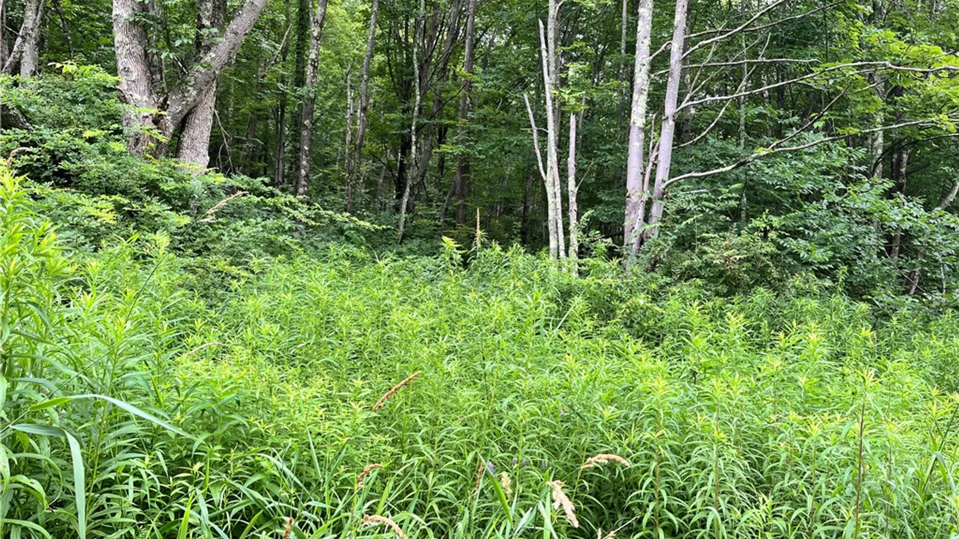 Property at 0 Marvin Hollow Road, Walton, NY 13856 10