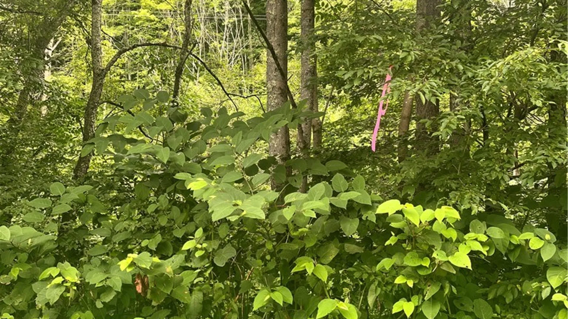 Property at 0 Marvin Hollow Road, Walton, NY 13856 18