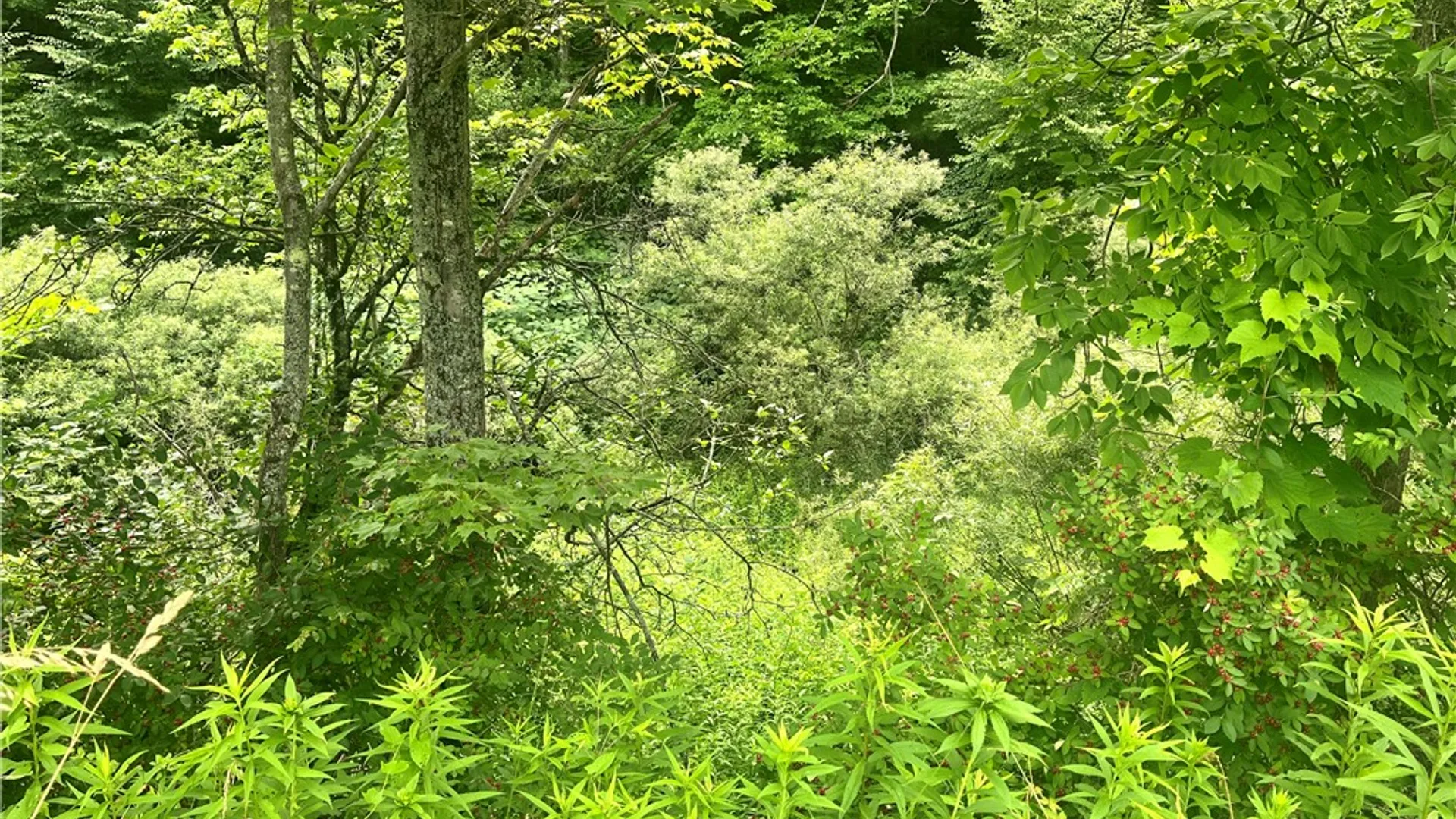 Property at 0 Marvin Hollow Road, Walton, NY 13856 22