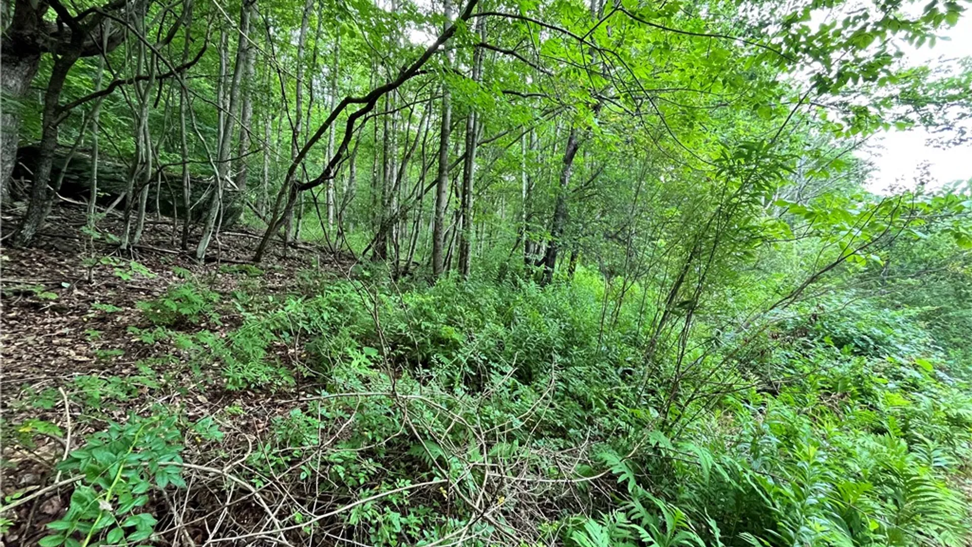 Property at 0 Marvin Hollow Road, Walton, NY 13856 8