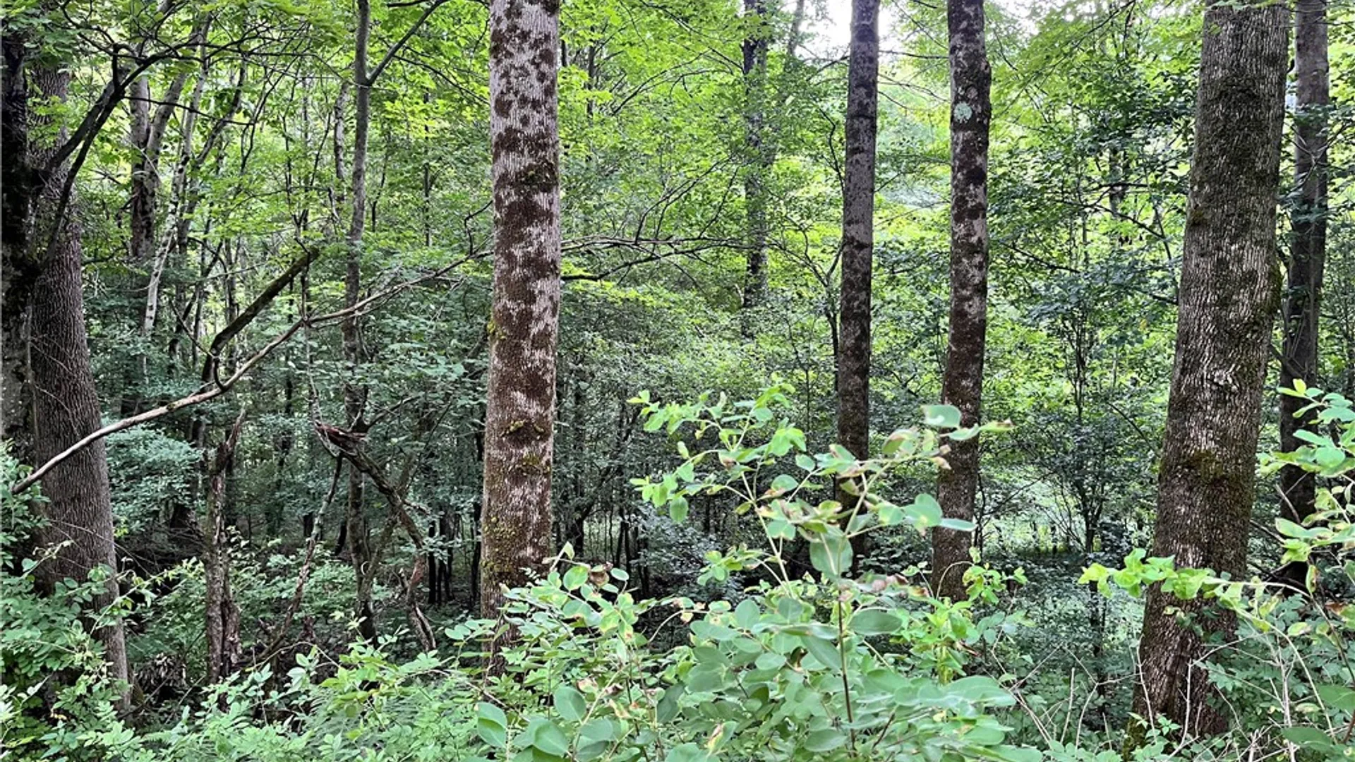 Property at 0 Marvin Hollow Road, Walton, NY 13856 9